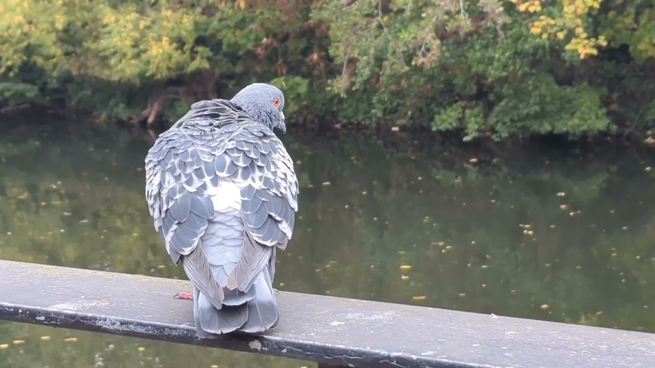 DJI Osmo Mobile 8 — Subject tracking - YouTube