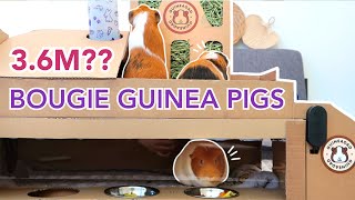 DIY Guinea Pig Cardboard Town ft. Nourish Hay Update | GuineaDad