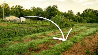 Two Unusual Cover Crops with Great Potential