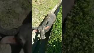 Download lagu Bomba nih penyelamat#shors mp3 Download lagu Bomba nih penyelamat#shors mp3