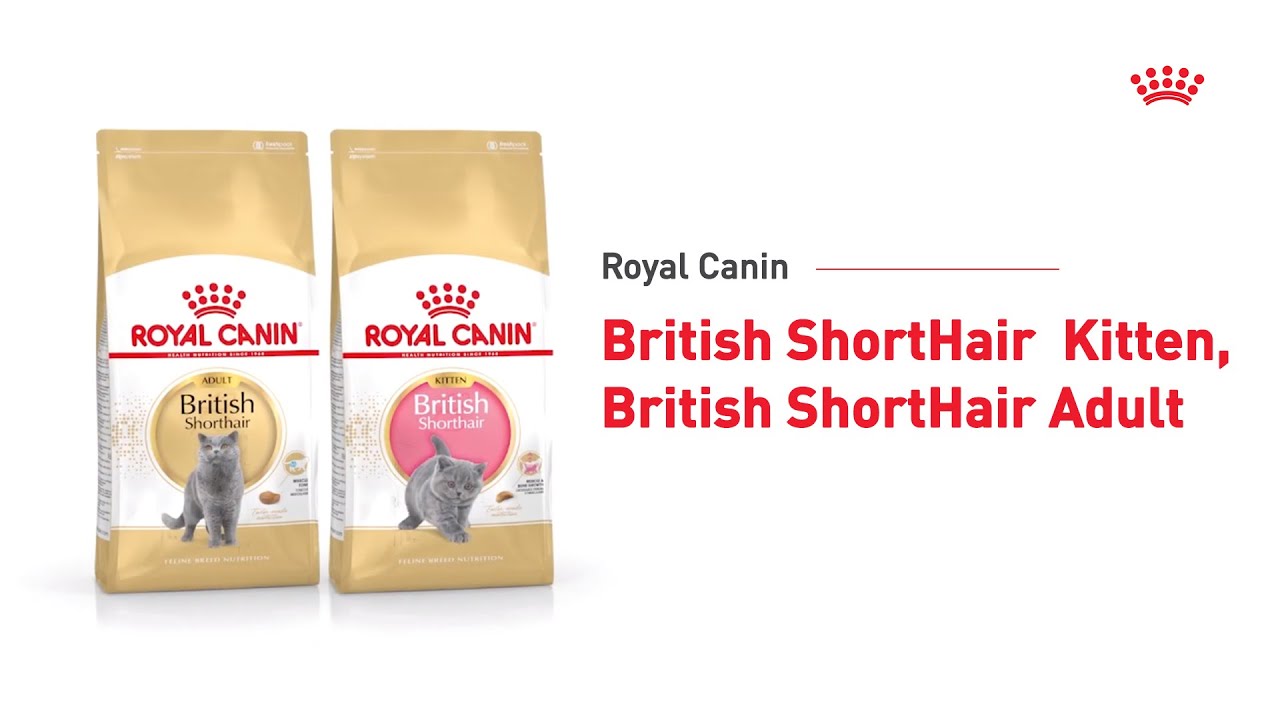 Watch video Royal Canin British Shorthair Kitten & Adult Now Royal Canin British Shorthair Kitten & Adult