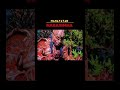 Mahaavtar Narasimha Movie Trailer Viralshort Shots