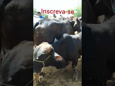 boi anão na feira de gado em Tabira PE