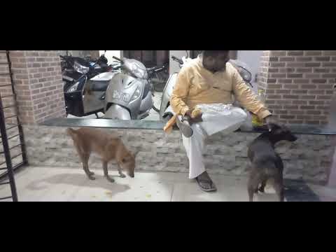 I fed the stray dogs biscuits  # 19 July 2021 # video-39 # mo.9638944222