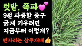 텃밭 쪽파