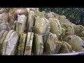 London History Snippet The Hardy Tree St Pancras Old Church