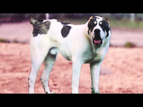Central Asian Shepherd - The guardian dog supreme