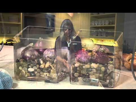 download lagu mp3 mp4 Paperwhites In Glass Vase, download lagu Paperwhites In Glass Vase gratis, unduh video klip Paperwhites In Glass Vase