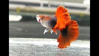 Siêu phẩm cặp cá 7 màu giống của trại cá trị giá 9 triệu đồng
