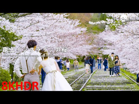 蹴上インクラインの桜 Keage Incline and Cherry Blossoms [8KHDR]