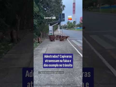 Adestradas? Capivaras atravessam na faixa e dão exemplo no trânsito