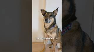 おはようまるちゃん🌞#雑種犬 #雑種 #保護犬 #犬のいる暮らし #いぬのいる生活 #犬のいる生活 #保護犬との暮らし #愛犬 #かわいい犬 #いぬ #犬 #犬動画