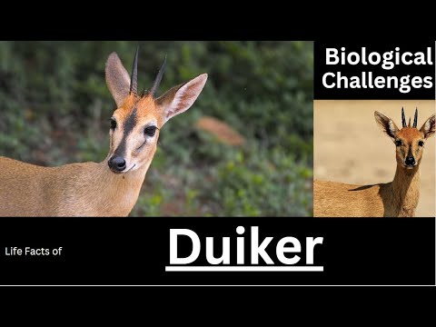 Duiker