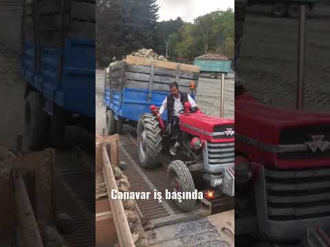 Tonaj tahminlerini alalım! MASSEY FERGUSON 135 💥 #agriculture #masseyferguson #farming