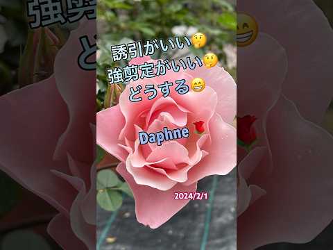 霜を恐れない鉢に入ったどのつる性の植物をあなたの家に設置する必要がありますか？あなたにおすすめのトップ 3!  庭園