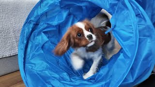 How Vanilla learned to go through the tunnel