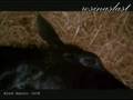 08 BLACK BEAUTY SICK 1994 SOUNDTRACK