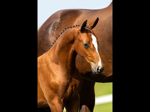 Van Olst Sales Online Rolex K