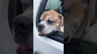 Video preview image #1 Boxer Puppy For Sale in Burnsville, MN, USA