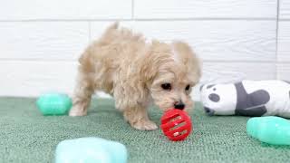 ハーフ犬の動画01