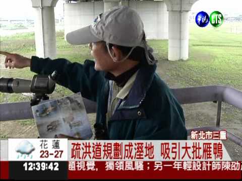 疏洪道大變身 新北市賞鳥勝地