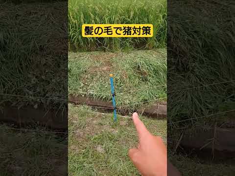 庭にイノシシを近づけないようにする方法は？彼らを傷つけることなく、彼らを撃退し、怖がらせるために機能する6つの解決策  庭園