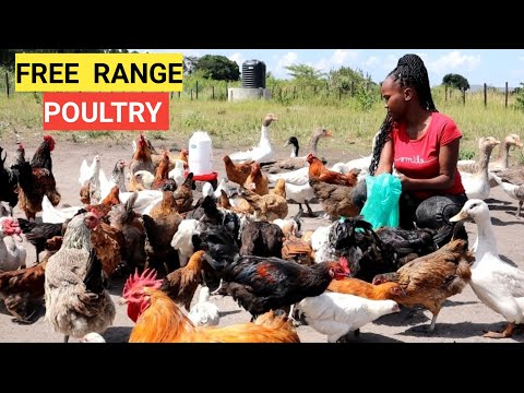 , title : 'How To START A FREE RANGE POULTRY FARM At A Low COST !'