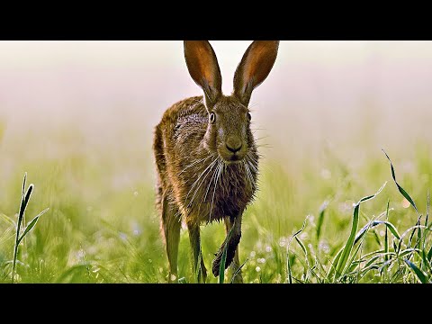 What's Up, Doc? The Evolution of Rabbits, Hares and Pikas