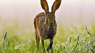 What's Up, Doc The Evolution of Rabbits, Hares and Pikas