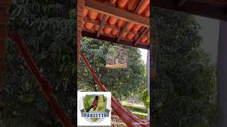 Barletta 213015