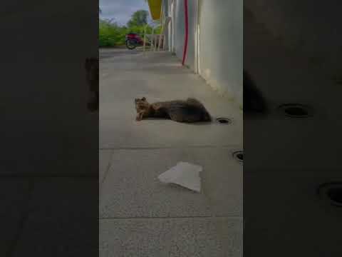 Please consider donating links in bio#florida #ohio