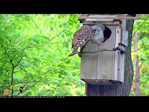Female Visits Youngest Owlet, Dock, In Nest Box – May 11, 2018