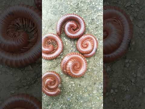 Milllipede #shortsfeed #natural #insert