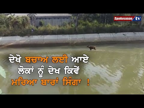 ਦੇਖੋ ਬਚਾਅ ਲਈ ਆਏ ਲੋਕਾਂ ਨੂੰ ਦੇਖ ਕਿਵੇਂ ਮਰਿਆ ਬਾਰਾਂ ਸਿੰਗਾ !