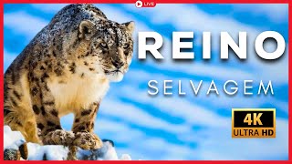 EURÁSIA: Da China à Turquia [LIVE Documentário]