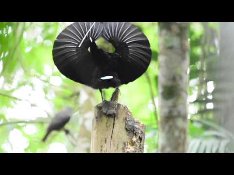 ダーウィンが来た」のYahoo!リアルタイム検索 - X（旧Twitter）を