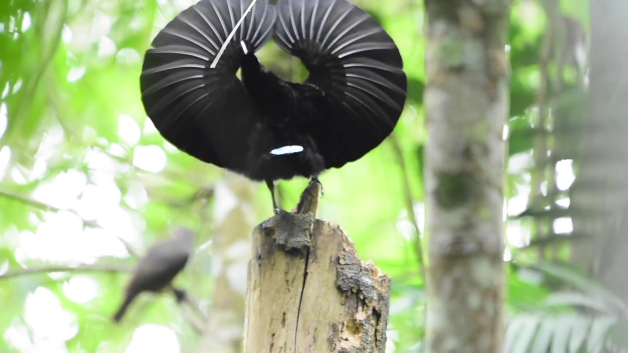 コウロコフウチョウの求愛ダンス【AAK Nature Watch】