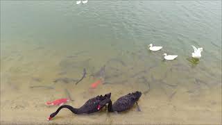 見過最美の黑天鵝.....南故宫！