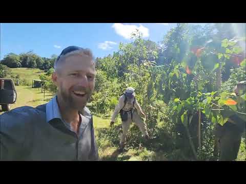 Chemical-Free Invasive Weed Removal: Natural Succession Boost