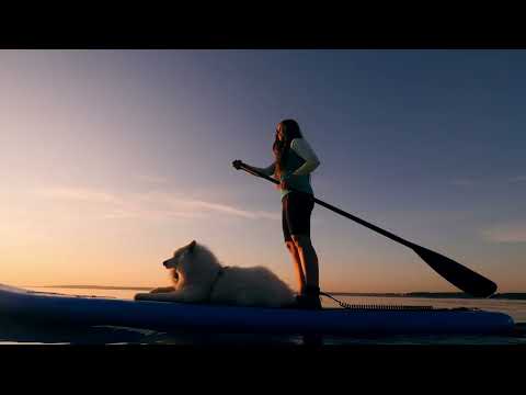 The Evolution of Our Best Friend: The Brief History of Dogs