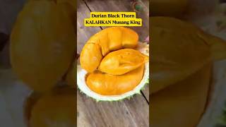 Download lagu Durian Black Thorn‼️ Durian Termahal di Dunia Kalahkan Musang King‼️ mp3 Download lagu Durian Black Thorn‼️ Durian Termahal di Dunia Kalahkan Musang King‼️ mp3