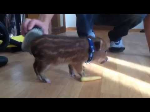 Arash geniest die Bürste