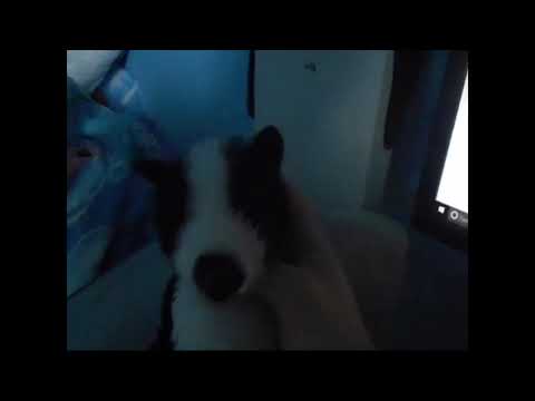 The Lion Cub and the Bear Cub 2 Part 2 - Ready for a Lesson