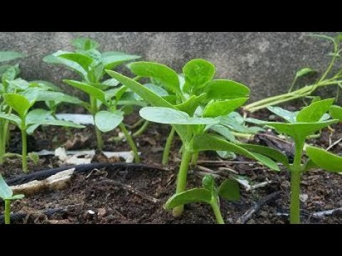 download lagu mp3 mp4 Mongtoi, download mp3 Mongtoi free downloadn, video klip Mongtoi