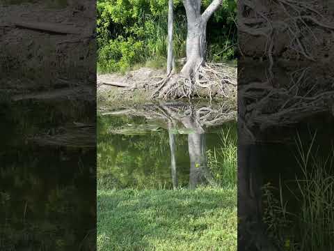 Tell me when you see it 😳 #florida #gator #shorts #miami #nature
