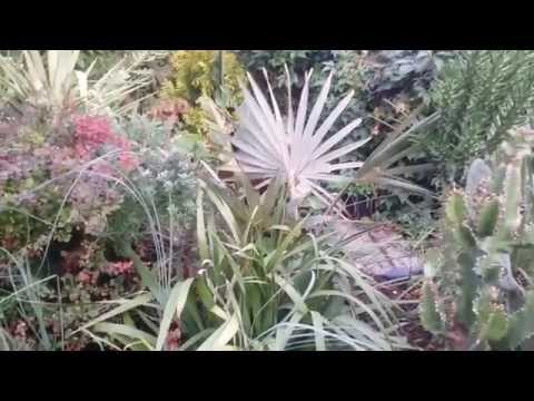 Kaktusiarnia warszawska