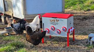 How I got my chickens to use a mouse-proof automatic feeder