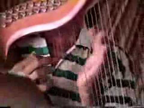 Armando Gonzalez Coleadores de La Pascua