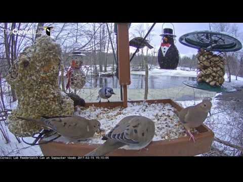 Starlings, Doves, and Blue Jays - Oh My! – Feb. 15, 2017