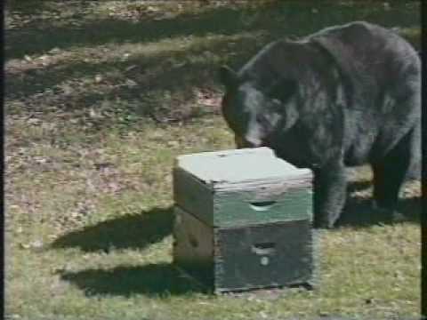 Bears & Beehives
